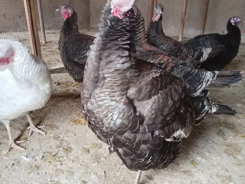 Индюшки мекендер