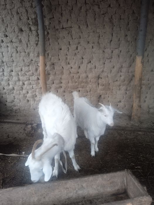 Она бола эчки сотилади