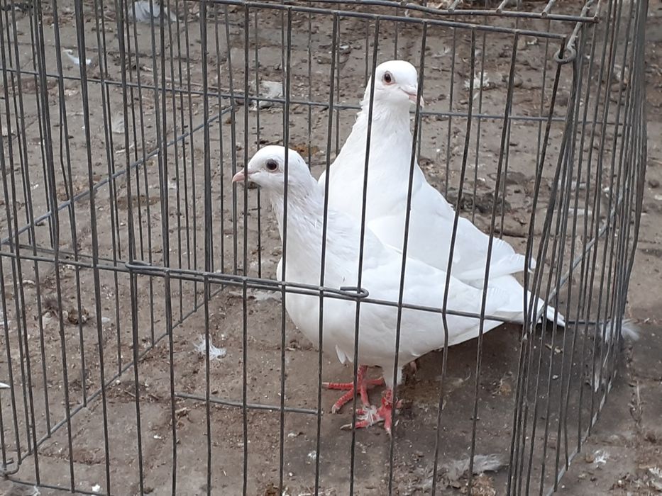 Vand porumbei americani sau Huble