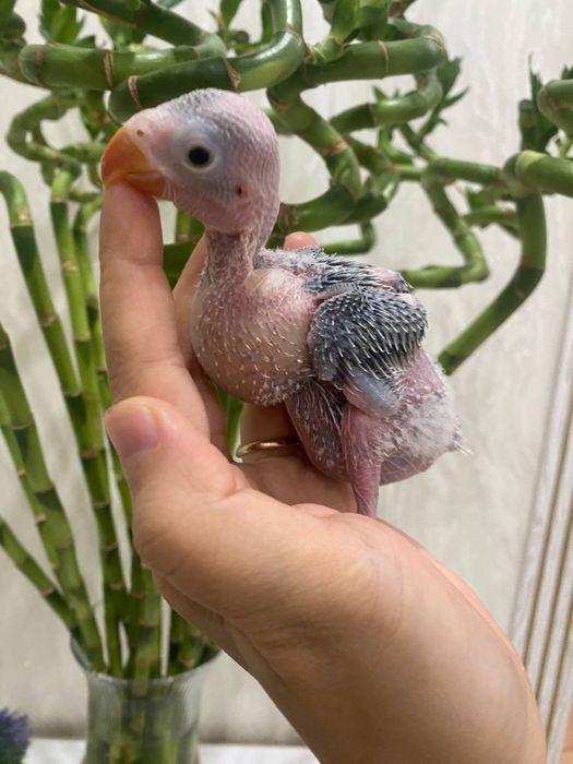 galuboy ajereliya sotiladi