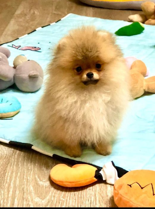 Померанский шпиц