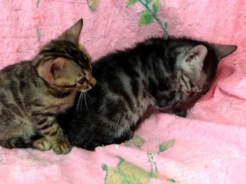 Бенгальские котята