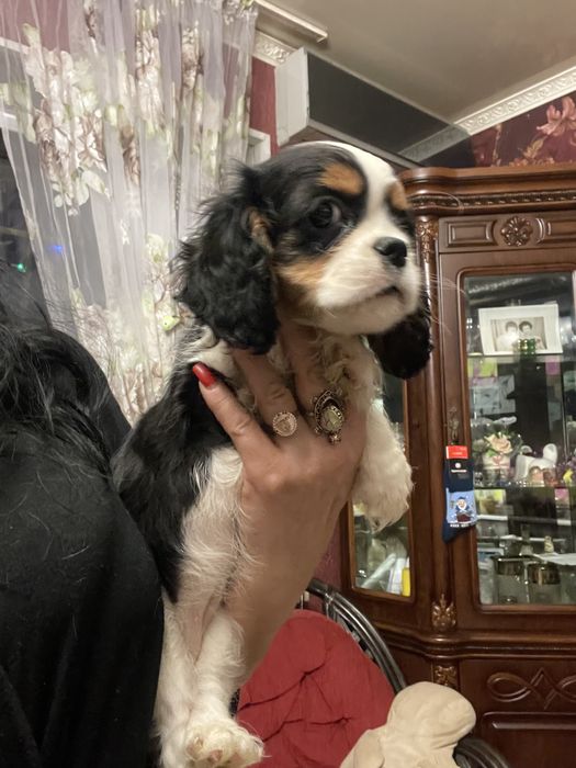 Кавалер кинг чарльз спаниель