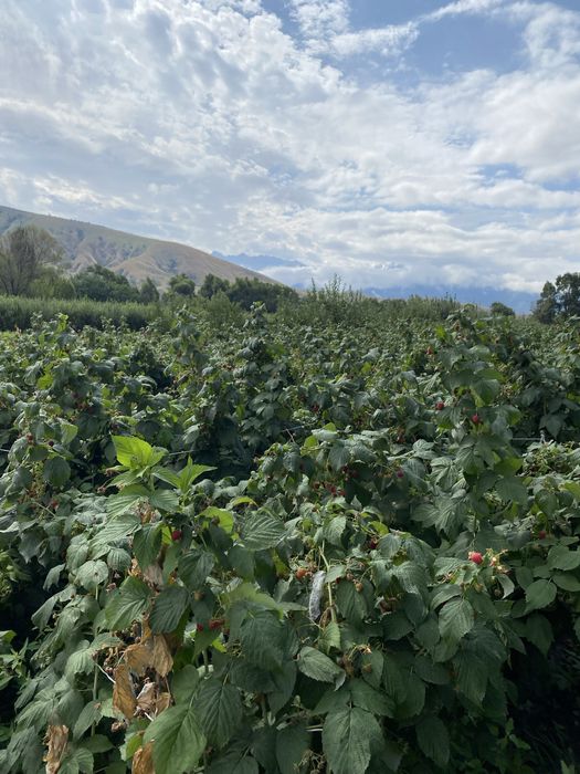 Саженцы малины сорт полана