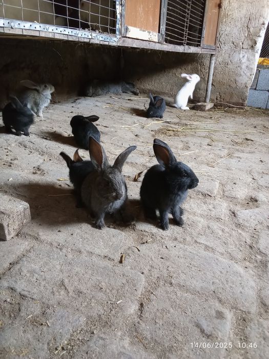 Quyon bolalari.      Куйон болалари