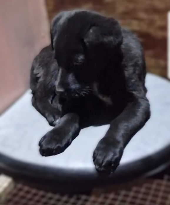 Щенок ласковая, умная, девочка 3 мес