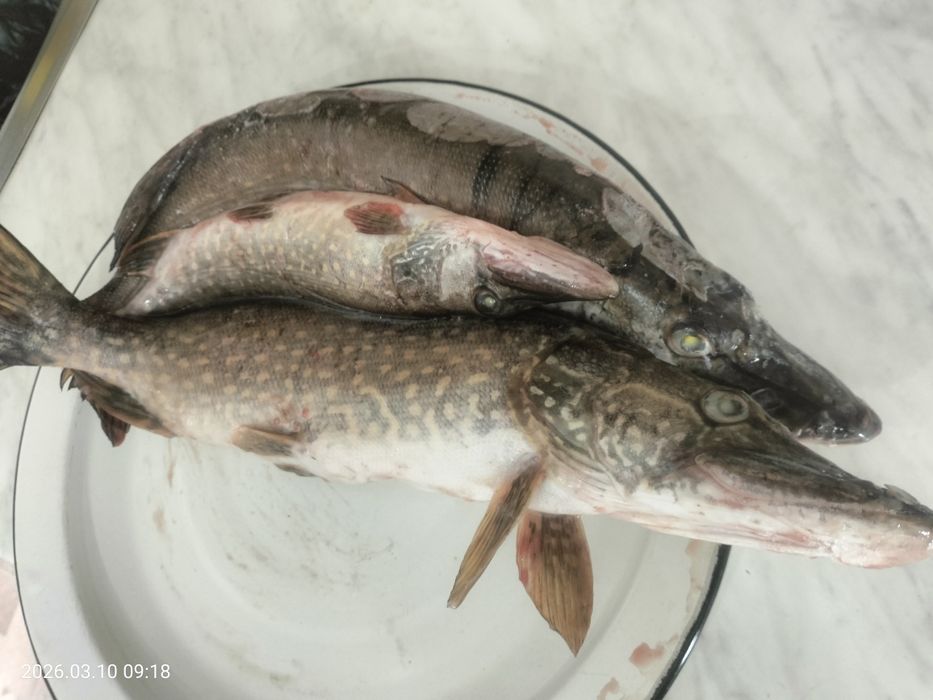 Продается свежемороженая