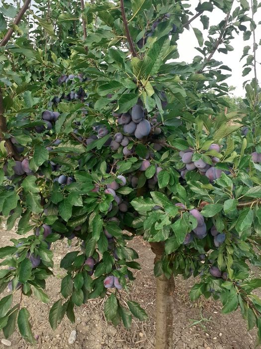 Vand prune gustoase