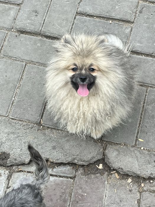 Щенок шпица,маольчик