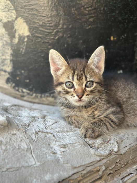 Отдам котят в хорошие руки.