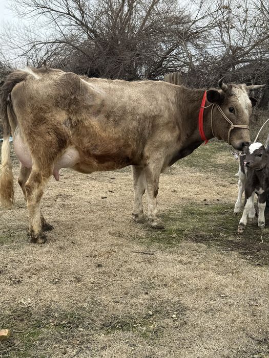 Алатау Суттi сиыр