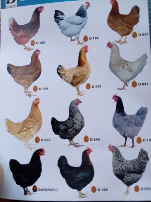 Поладки, пилета, породи за яйца