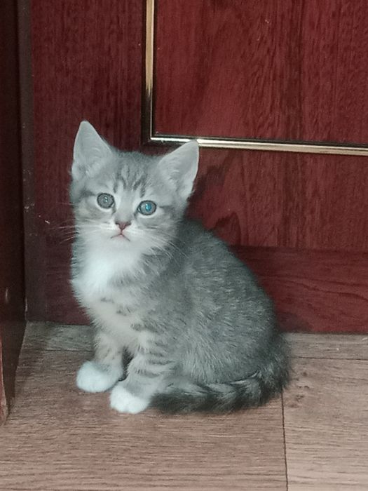 Британские котята