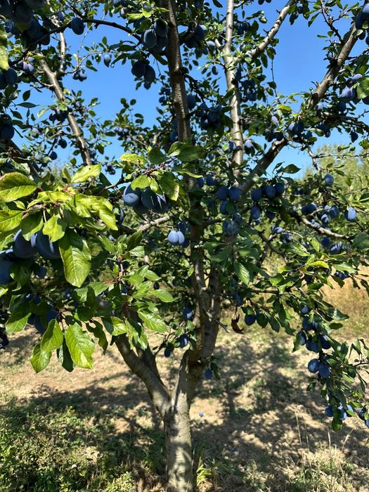 Vand prune pentru țuică/magiun/consum