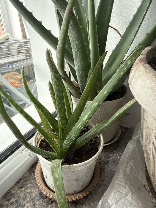 Продам цветы Сансеиверия