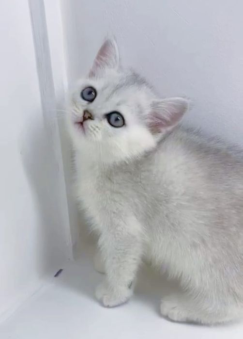 КотЯта  ОчаРоваШки БриТашки