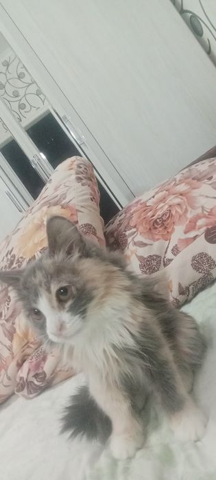 Кошечку отдам даром .