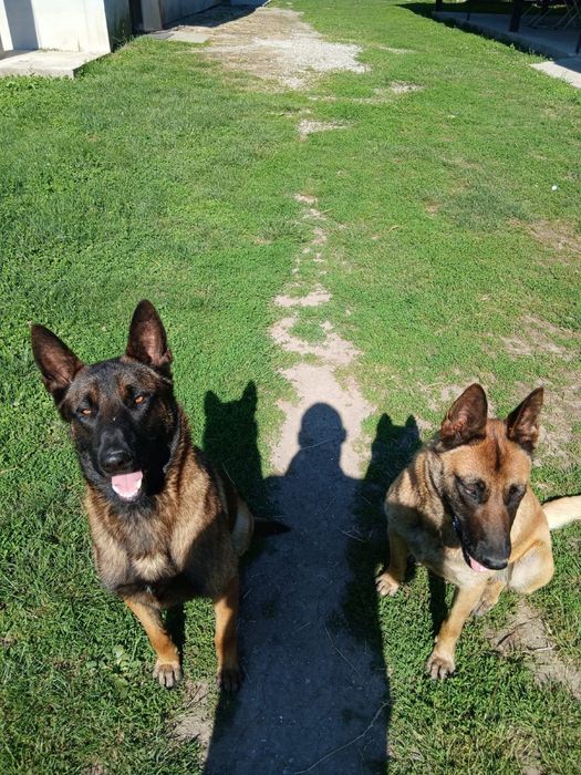 Căței Ciobănesc Belgian Malinois – disponibili!