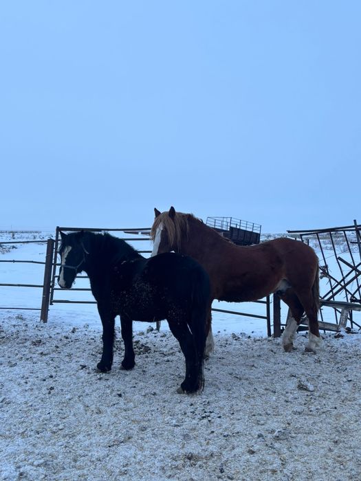 Продам мерина 5 лет и жеребца 7 лет.