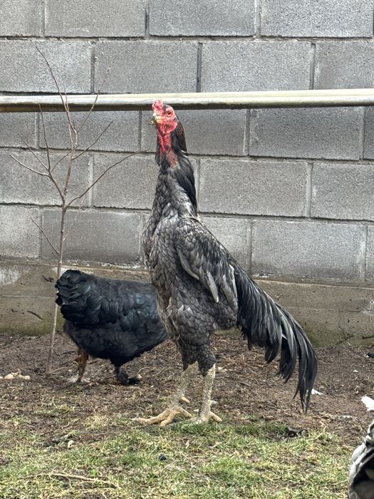 Петух вьетнам ганой