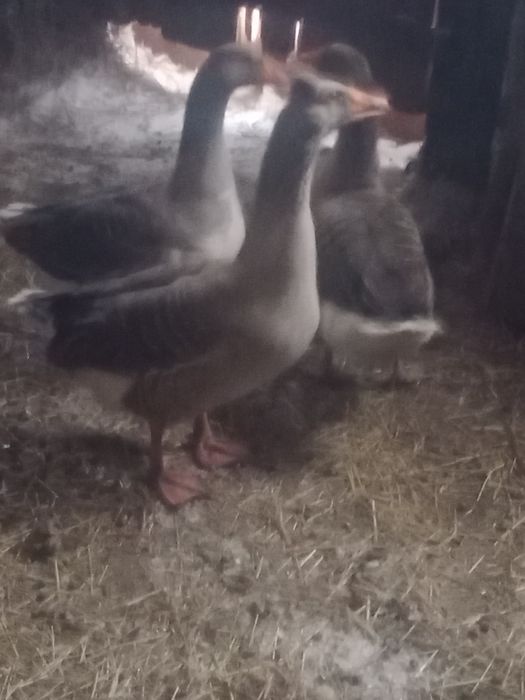 Продама гусака или обмен