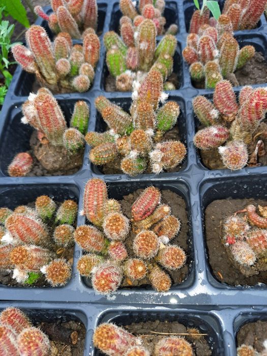 Cactus cu floare roșie , "echinopsis camaecereus ",