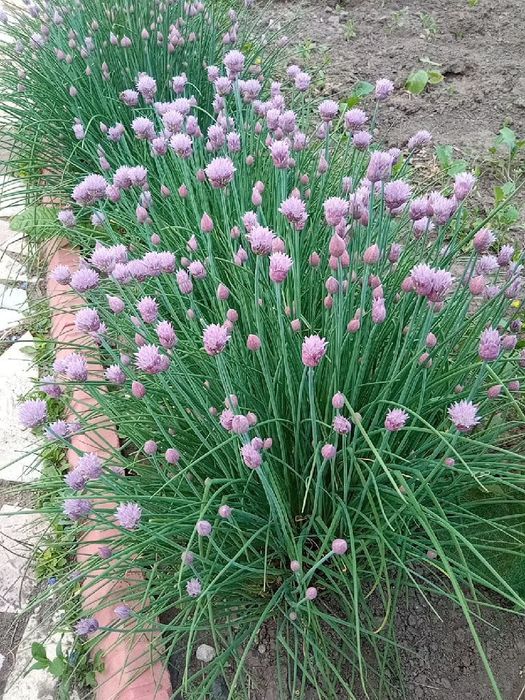 Декоративный лук