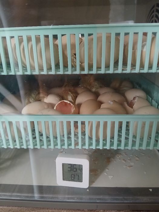 Инкубатор автоматический