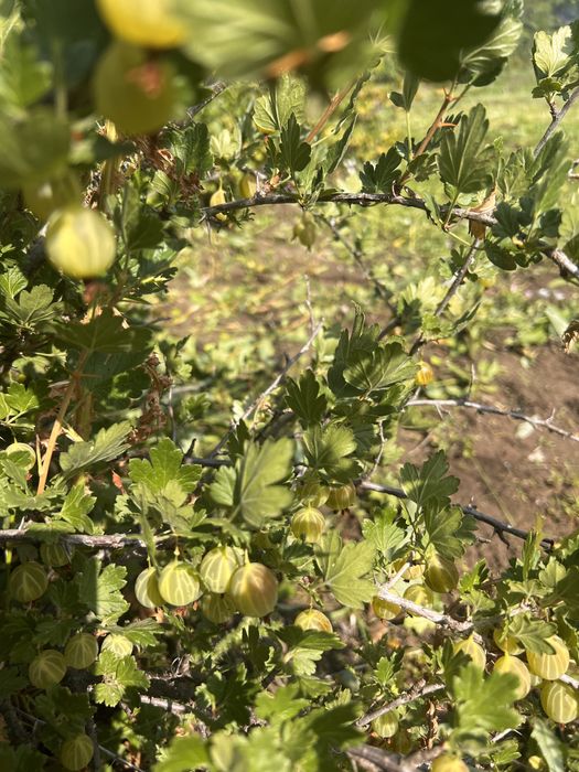 Продам 2 дачи СО «Элеваторщик»