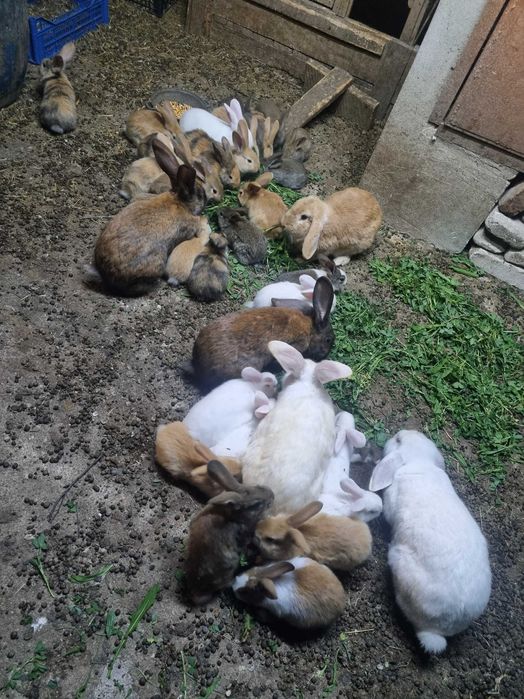 Vand iepuri mari și mici