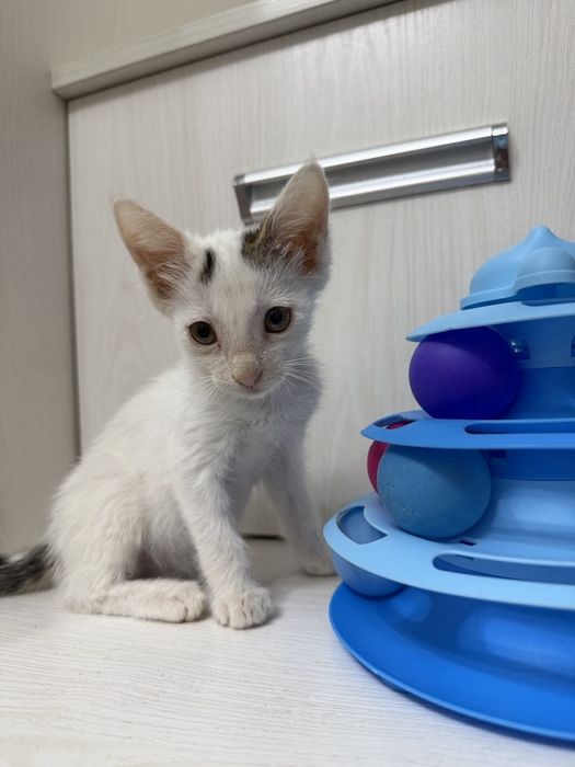 Пристратвается котенок в добрые руки