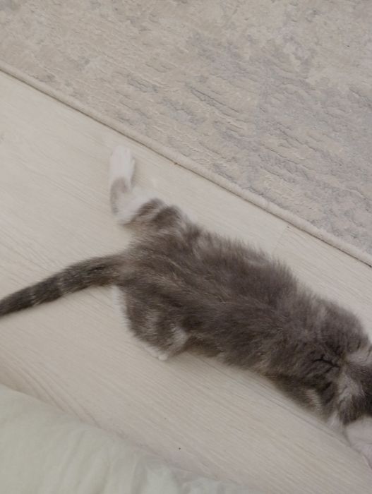 Британ. Котенок (девочка)