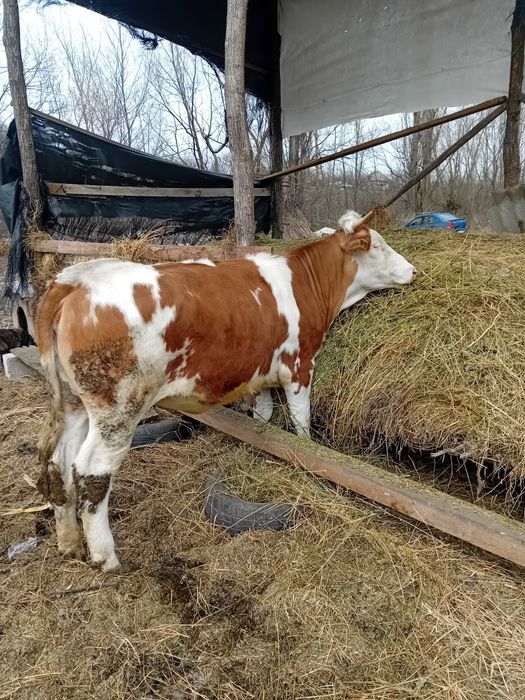 Vând Vitică gestată românească