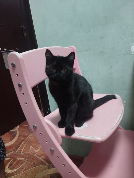 Отдам котят в хорошие руки