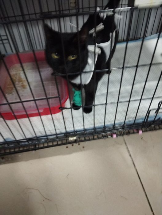 Кошечка в добрые руки