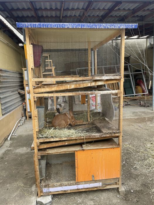 Quyon ini kaletka kafasa