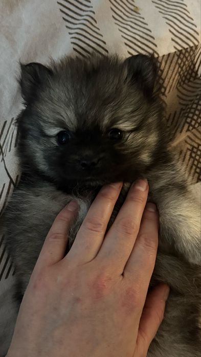 Шпиц кобель вязка