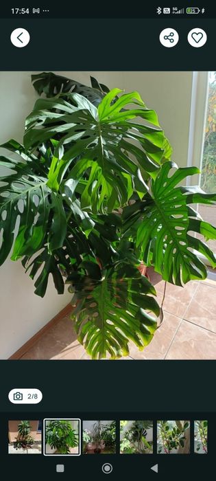 Vand plante verzi