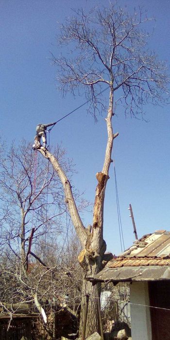 Сечене рязане оформяне на опасни дървета Арборист Вишка Кран - Договор
