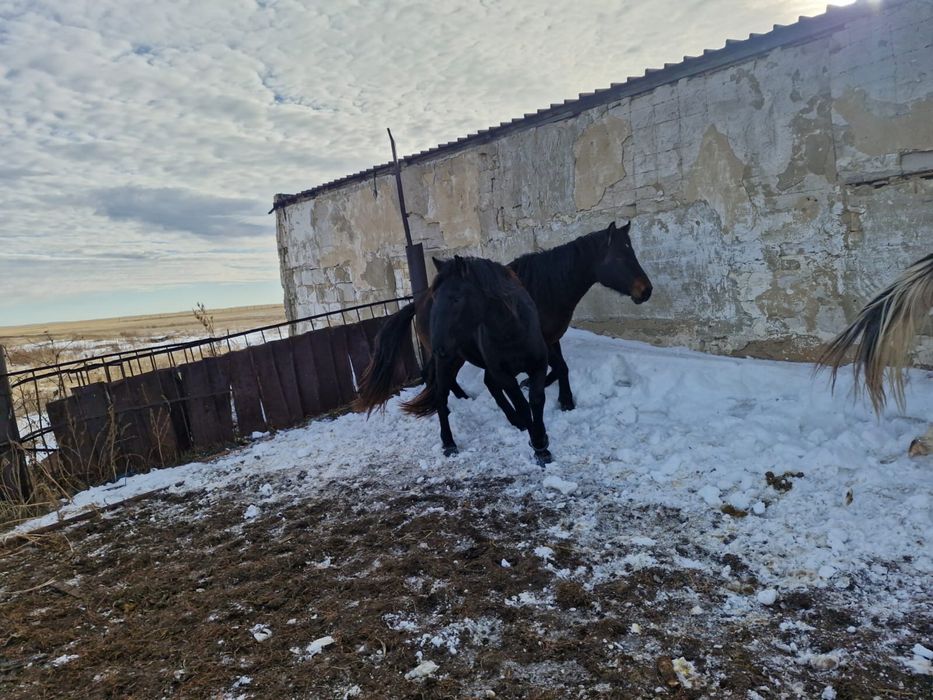 Продам породистых кунанов , таев