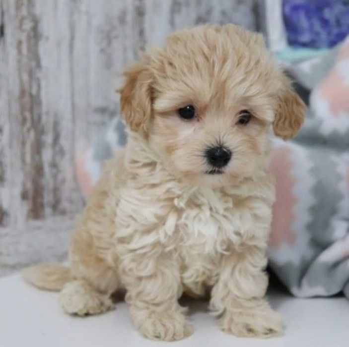 Maltipoo Apricot F B