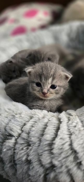 Puiuț british superb