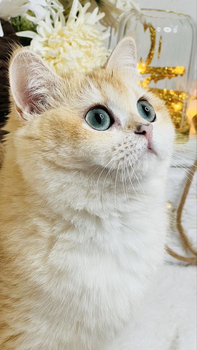 Беременная девочка золотая шиншилла NY11