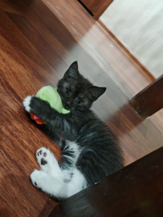 Котята девочки даром