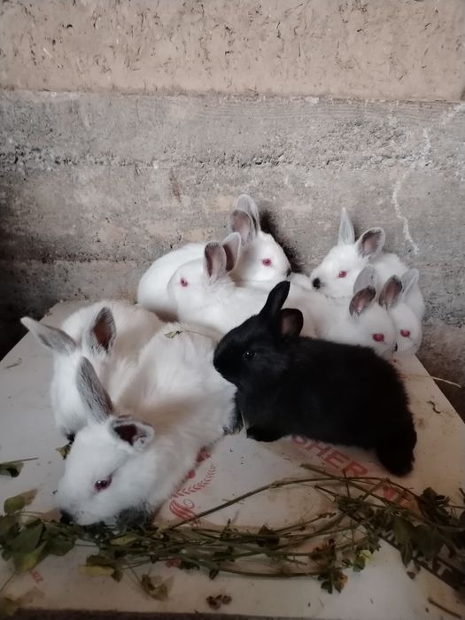 Quyon bolalari sotiladi