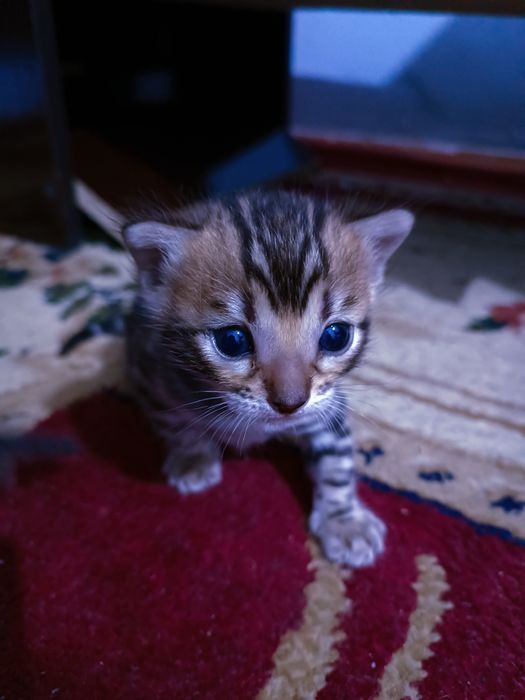 качественные Бенгальские кошки