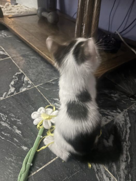 Подарявам 2 женски котенца!