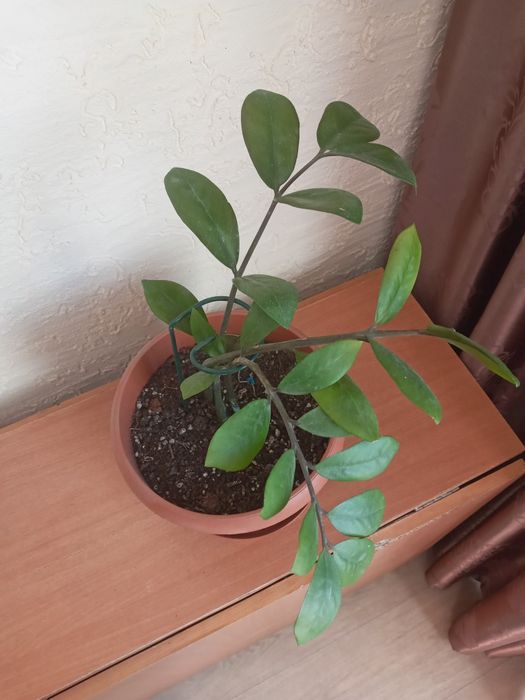 Продаётся цветок Замиакулькас