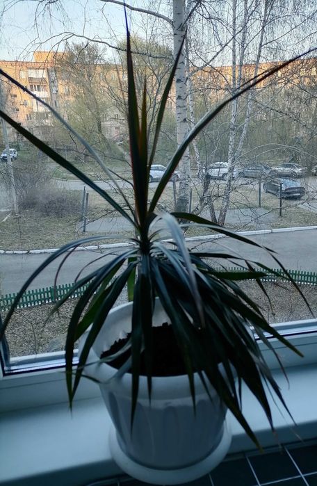 Продам комнатные цветы