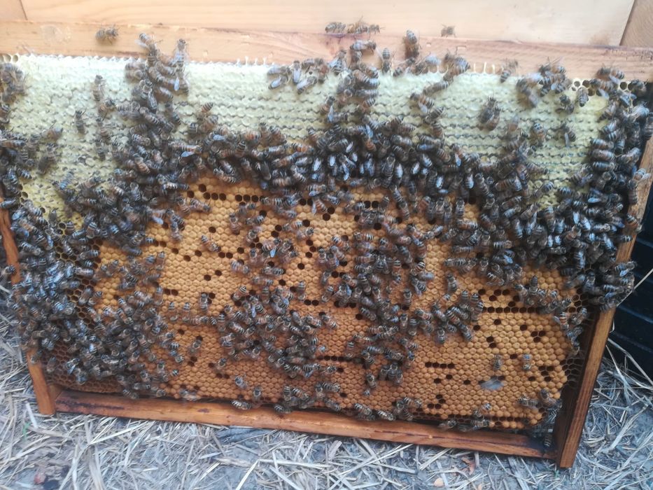 Matci f1 buckfast / carpatina